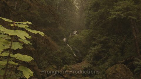 Pacific Northwest Rainforest 4k Nature Footage Featured Image