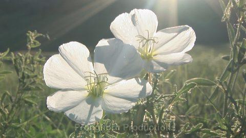 Prairie Wildflower Nature Footage Featured Image