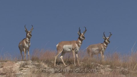 Pronghorn Antelope HD Wildlife Footage Demo Featured Image