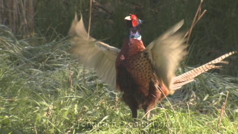 Pheasant Wildlife Footage Demo Featured Image