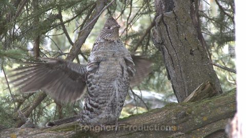 Ruffed Grouse Wildlife Footage Demo Featured Image