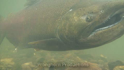 Salmon Wildlife Footage Demo Featured Image