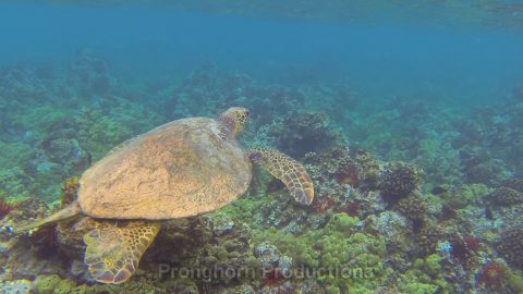 Sea Turtle Wildlife Footage Demo Featured Image