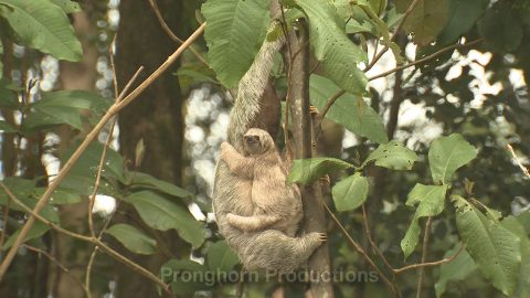 Sloth Wildlife Footage Demo Featured Image