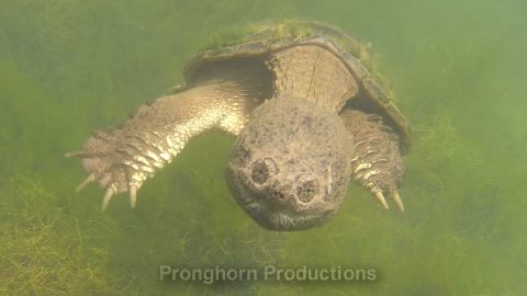 Snapping Turtle Wildlife Footage Demo Featured Image