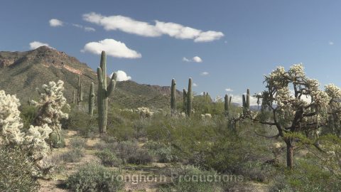 Sonoran Desert 4k Nature Demo Featured Image