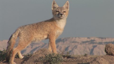 Swift Fox Wildlife Footage Demo Featured Image