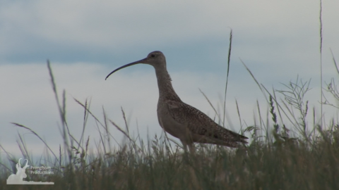 Long-billed Curlew