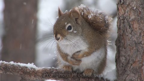 Tree Squirrel HD Wildlife Footage Featured Image