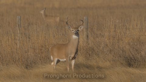 White-tailed Deer Wildlife Footage Demo Featured Image
