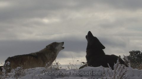 Wolf Wildlife Footage Demo Featured Image